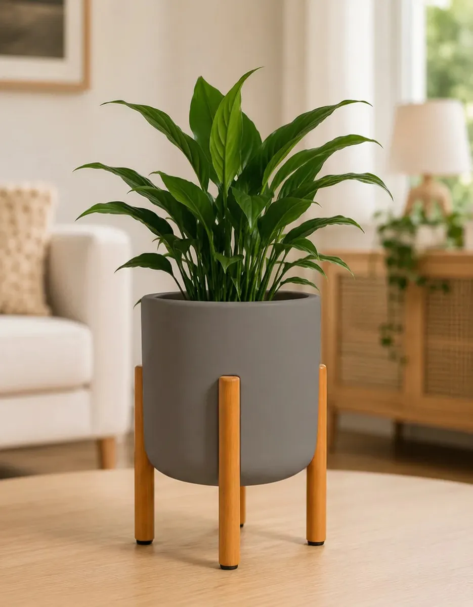 Produtos Spagnhol Plantas