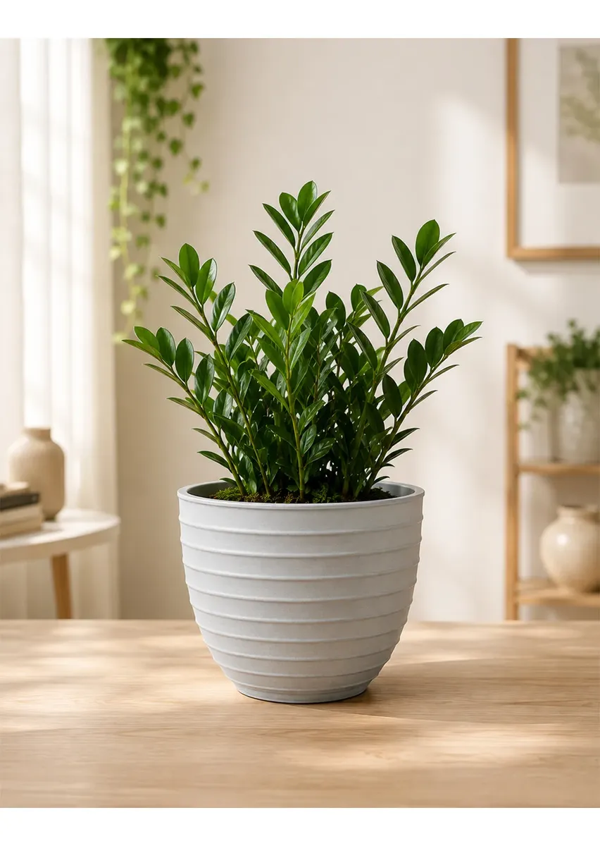 Produtos Spagnhol Plantas